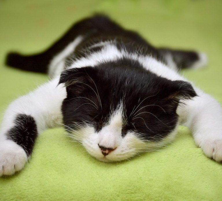 Preise happy flamingo Bildquelle Pixabay