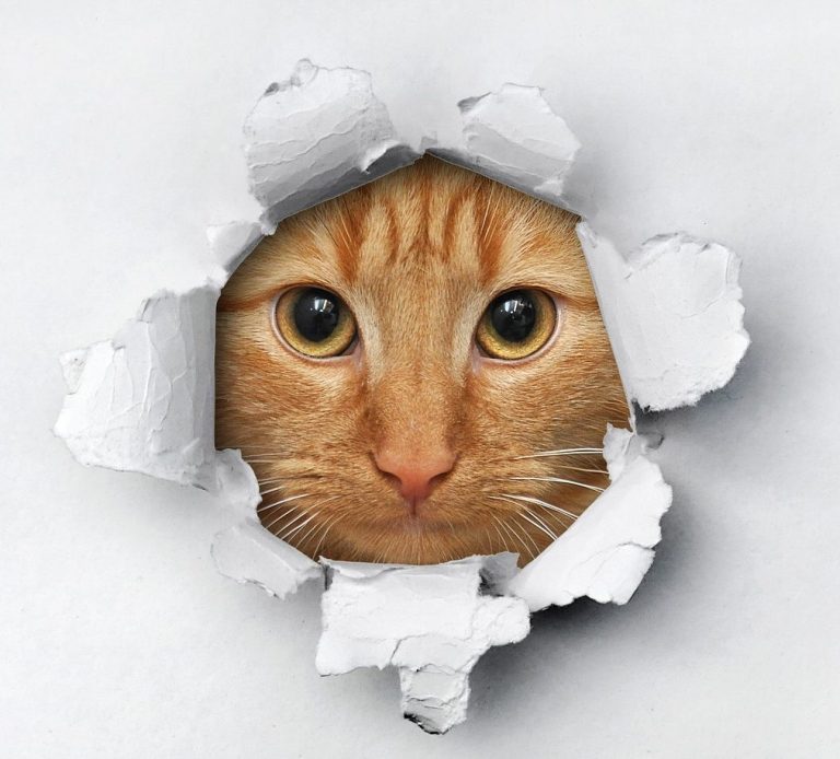 Das Kleingedruckte happy flamingo Bildquelle Pixabay