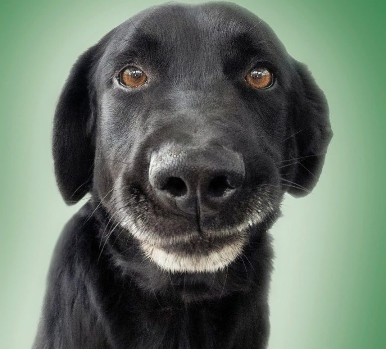 Das Kleingedruckte happy flamingo Bildquelle Pixabay